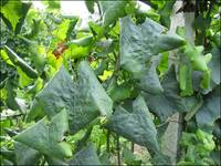 Immagine: fLAVESCENZA_DORATA_3