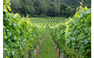 Image: Fondazione-Edmund-Mach-2019-Foto-Marco-Parisi-50