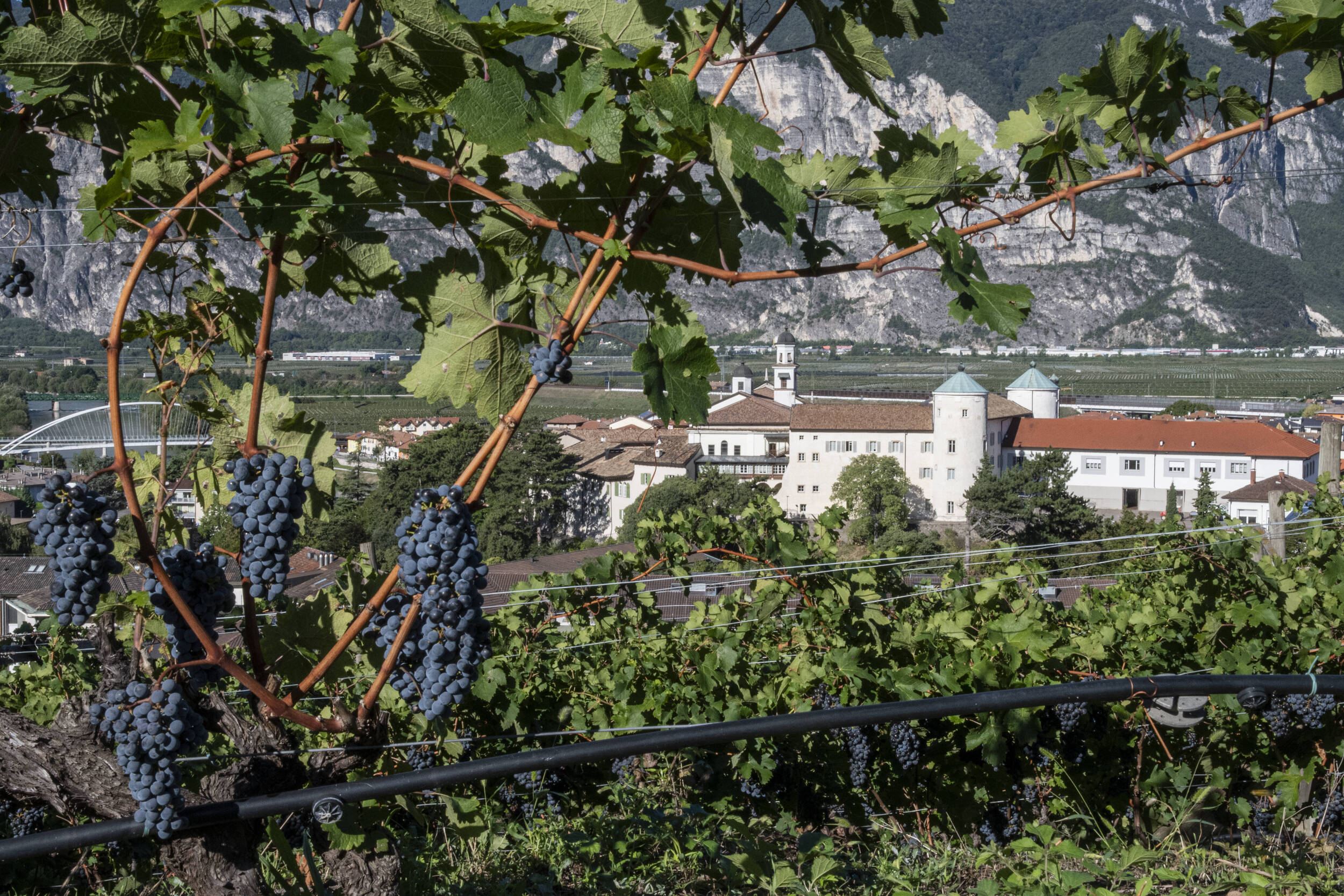 Immagine: Fondazione-Edmund-Mach-9100_reference