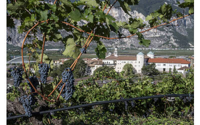 Image: Fondazione-Edmund-Mach-9100_reference