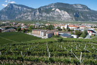 Image: Fondazione Edmund Mach 9296 LR