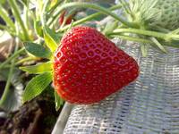 Immagine: fragola