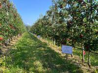 Image: frutteo sperimentale Denno