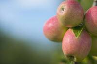 Immagine: frutti4