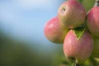 Image: frutti4