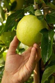 Image: frutticoltura- melo