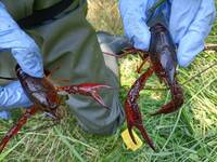 Image: gambero Louisiana presso Lago Costa (3)