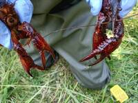 Image: gambero Louisiana presso Lago Costa (4)