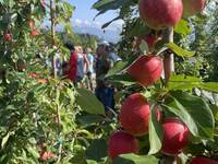 Image: giornata frutticola denno 21-8-24 (3)