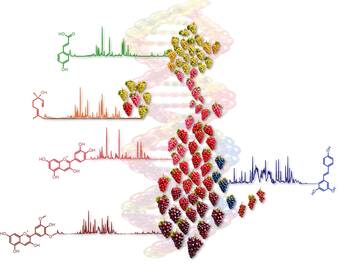 Immagine: Grape Metabolome CS Image 11