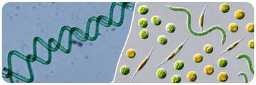 AlgaeNet4AV SUMMER SCHOOL