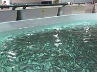 Image: Impianto ittico FEM-trota iridea