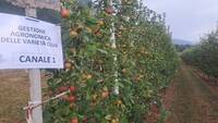Immagine: Incontro frutticolo DENNO 20ago26- frutticoltori divisi in gruppi tematici