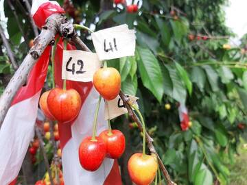 Image: incontro tecnico ciliegio 2023 (10)