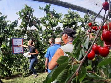 Image: incontro tecnico ciliegio 2023 (2)