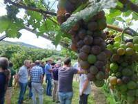 Image: incontro-viticoltura-bio-3-ago-23-uff-stampa-8_medium