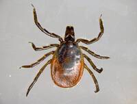 Immagine: ixodes ricinus