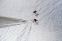 Immagine: Ixodes_ricinus