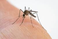 Image: koreicus - zanzara