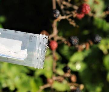 Image: lanci-ganaspis-2_popup