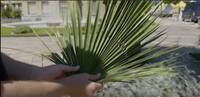 Image: lepidettoro palme
