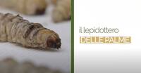 Image: lepidottoero palme
