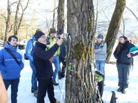 Immagine: lezione arboricoltura _tomografia arborea