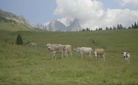 Immagine: Malga Juribello