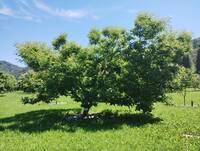 Immagine: marrone di Chiusa Pesio