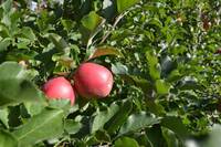 Immagine: melo in Trentino lr