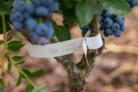 Immagine: Mirtilli-FEM-Foto-Marco-Parisi-10-_MAP8103