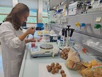 Image: noce in laboratorio - ricerca FEM (3)