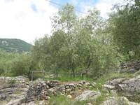 Image: oliveti_Trentino