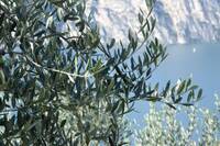 Immagine: olivo