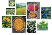Immagine: PANNELLO MOSAICO senza loghi Bassa ris. 6