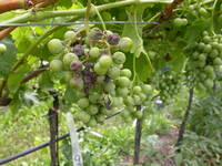 Image: peronospora su grappolo2