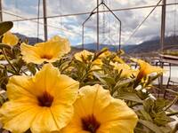 Immagine: PETUNIA (2)