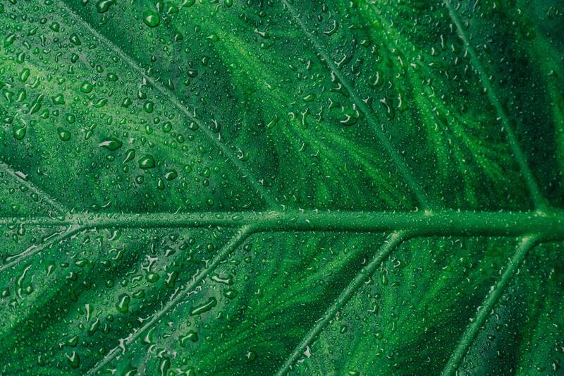 N. 1 (one) permanent position as Third level Researcher (R3) in the field of Plant ecophysiology (394_CRI_PEP)