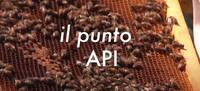 Image: punto api