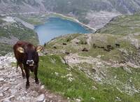 Immagine: razza rendena (1)