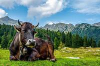 Immagine: razza rendena (5)