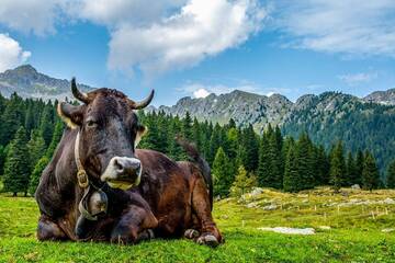La Storia Genetica delle Valli Dolomitiche: il Caso (Studio) dei Rendeneri e dei Loro Bovini