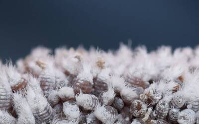 Image: ritagli colonia di Afide lanigero su germoglio