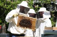 Immagine: scuola FEM - P.Cavagna - archivio