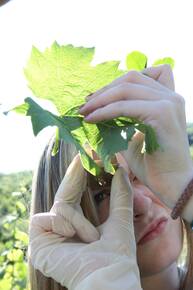 Immagine: studentessa con foglia di vite - archivio FEM