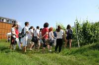 Immagine: studenti nei vigneti FEM