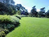 Immagine: Tappeto_erboso_parco