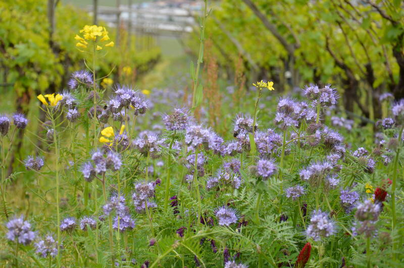 Presentazione prove sperimentali in viticoltura biologica