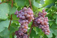 Immagine: Traminer