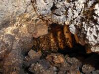 Immagine: Una colonia selvaggia di Apis mellifera Foto Paolo Fontana